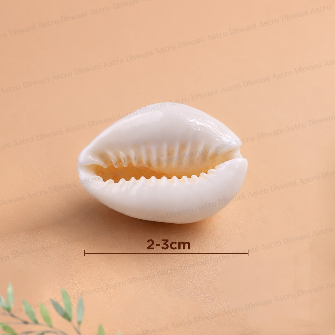 A white cowrie shell photographed on a warm beige background with a small size marker reading 2-3cm below it.White Cowrie Shell | Natural Cowrie Shell for Lakshmi Puja | Prosperity & Abundance Symbol