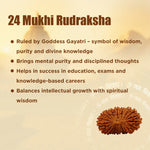 24 Mukhi Rudraksha