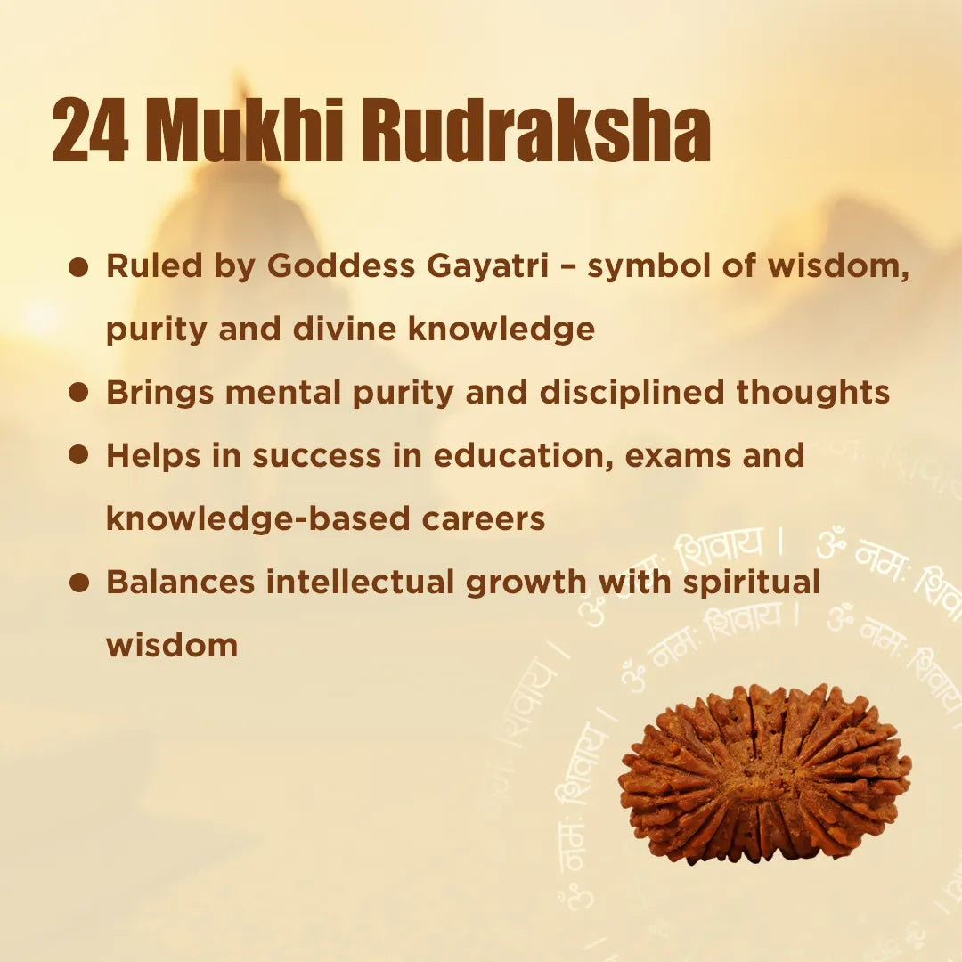 24 Mukhi RudrakshaNepali 24 Mukhi Rudraksha (Twenty-Fourth Faced)