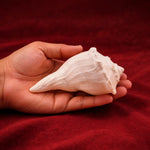 Hand holding a large white shell against a red background