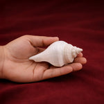 Hand holding a white shell against a red background