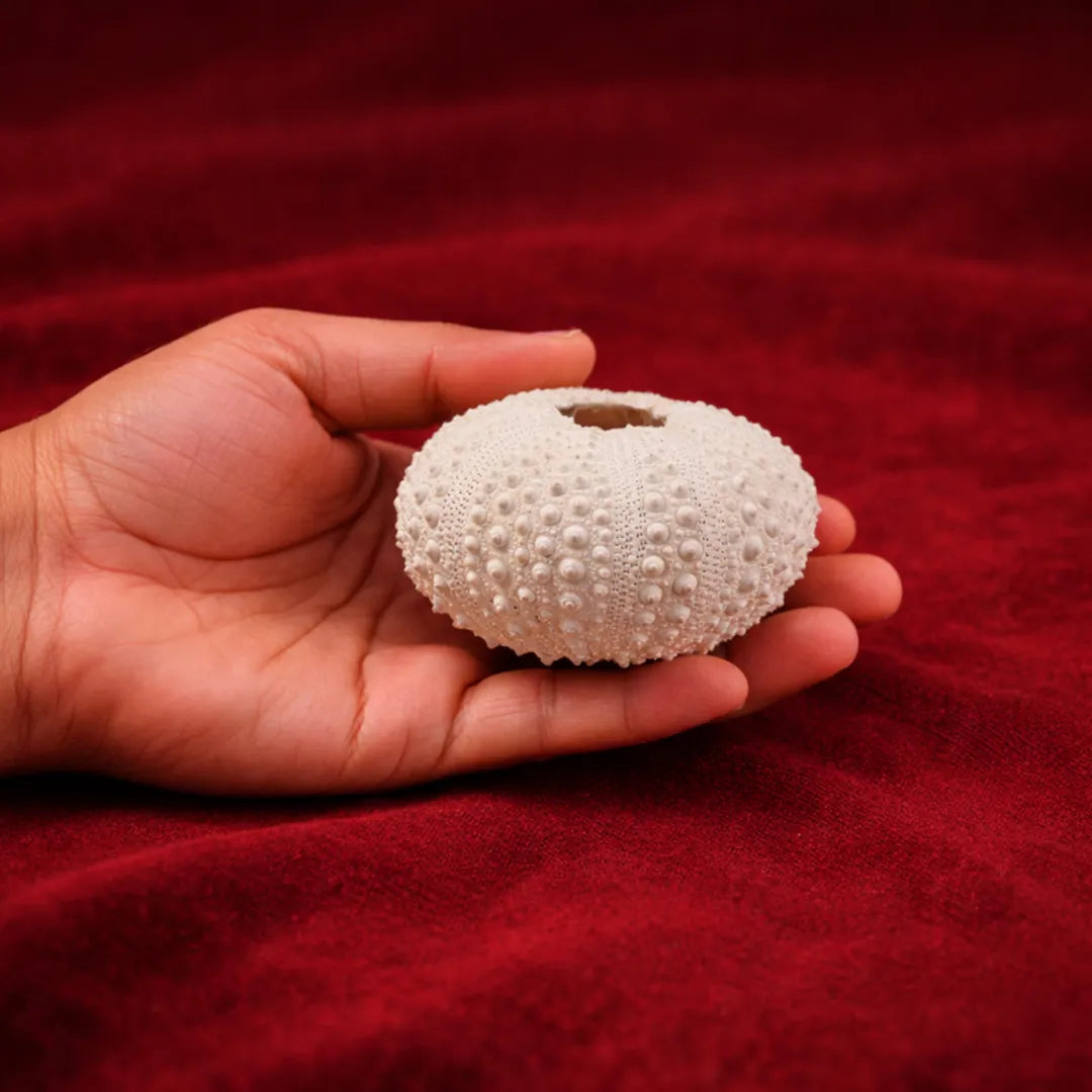Hand holding a white sea urchin against a red background
