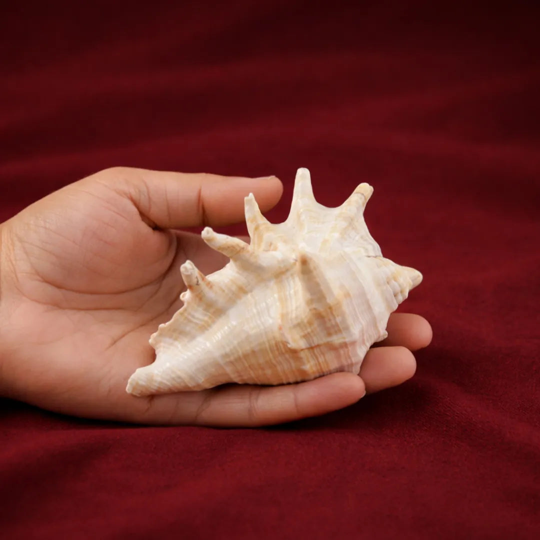 Hand holding a large shell against a red backgroundPanchajanya Shankh – Sacred Conch of Lord Vishnu for Victory, Protection