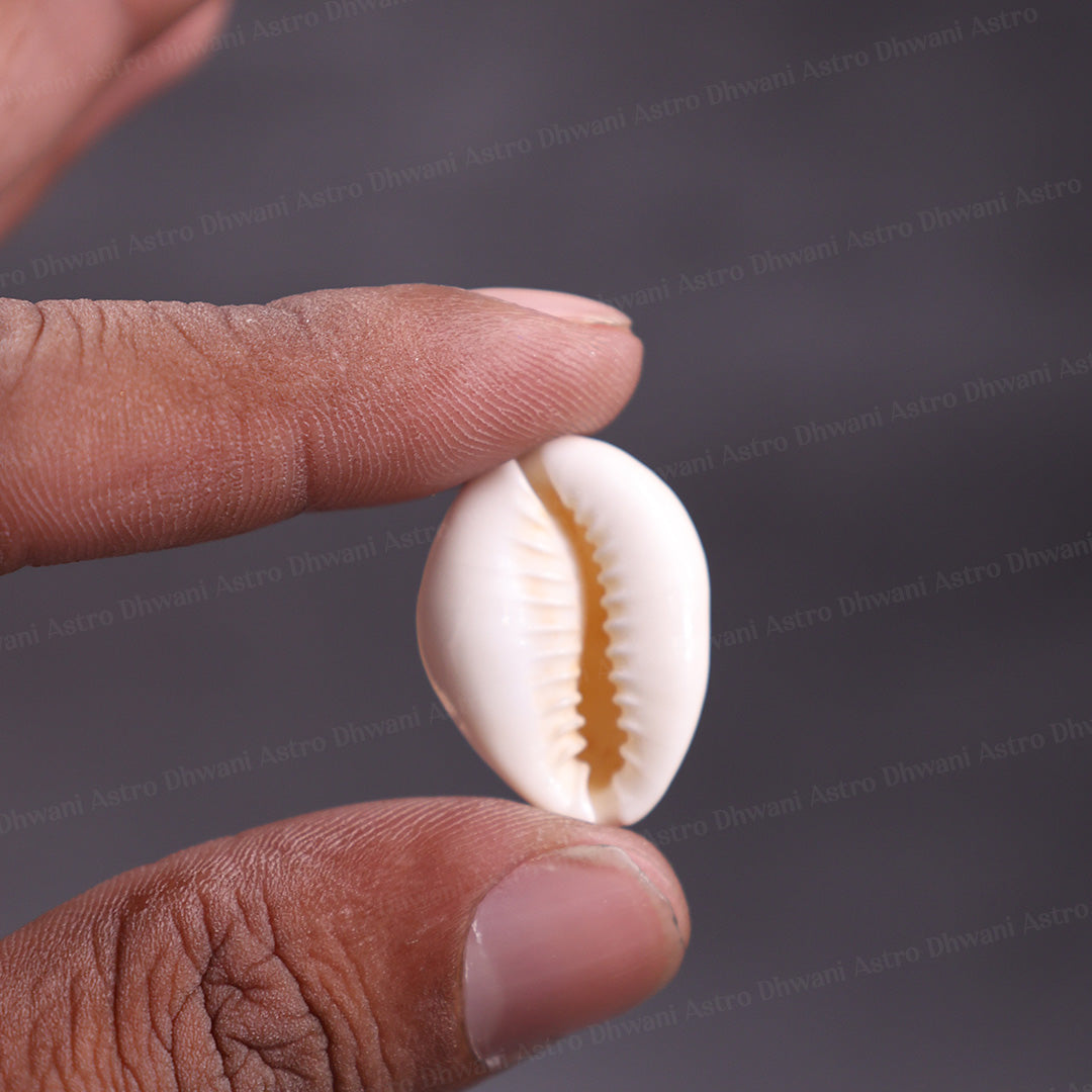 A small white cowrie shell held between two human fingers against a dark gray background.White Cowrie Shell | Natural Cowrie Shell for Lakshmi Puja | Prosperity & Abundance Symbol