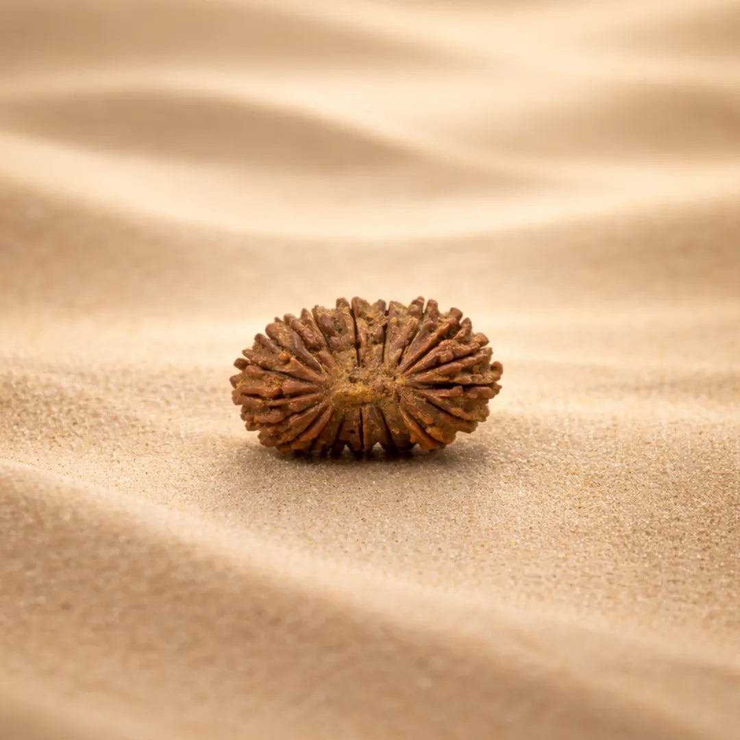 24 Mukhi Rudraksha
