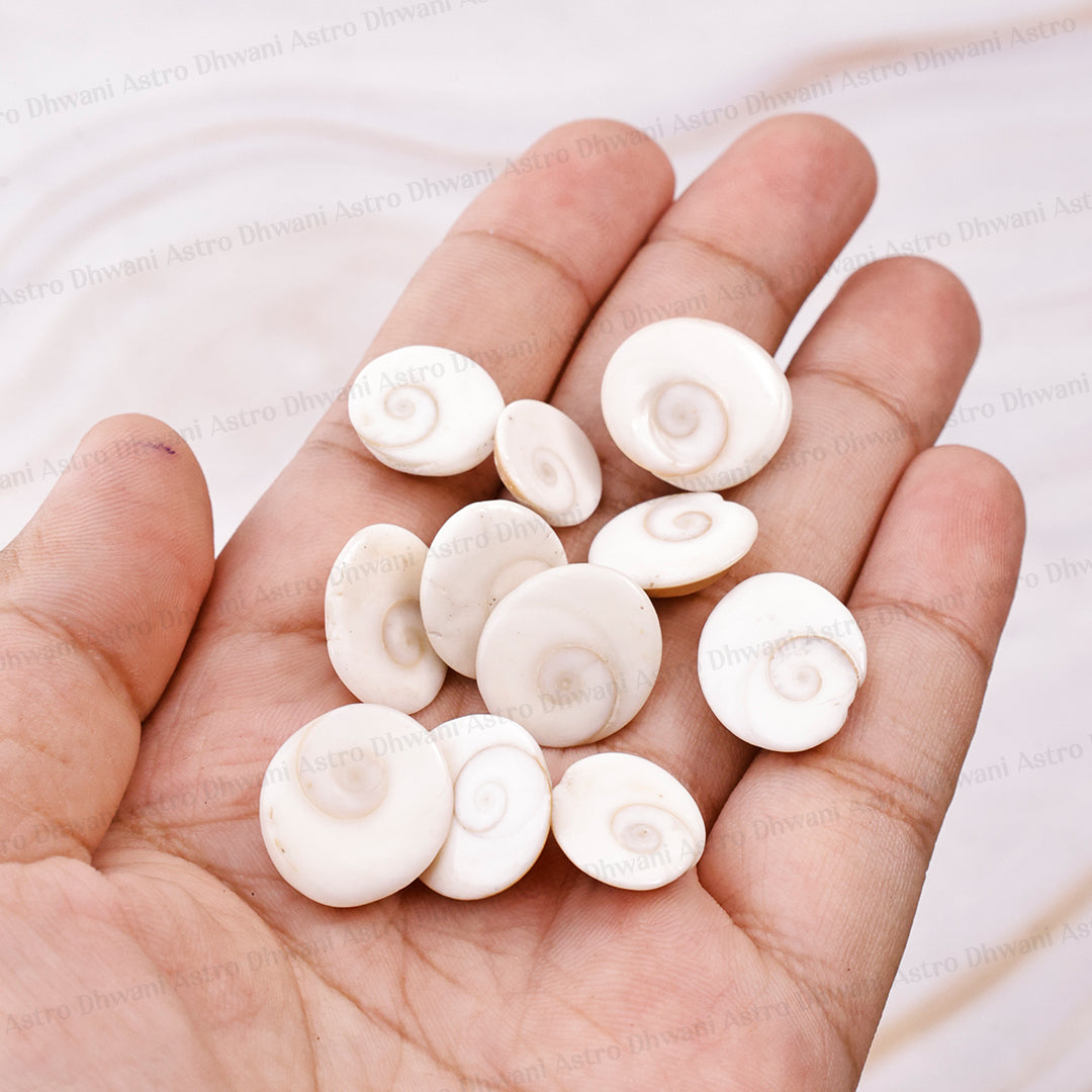 Gomti Chakra Shell ( Mini ) - Abhimantrit