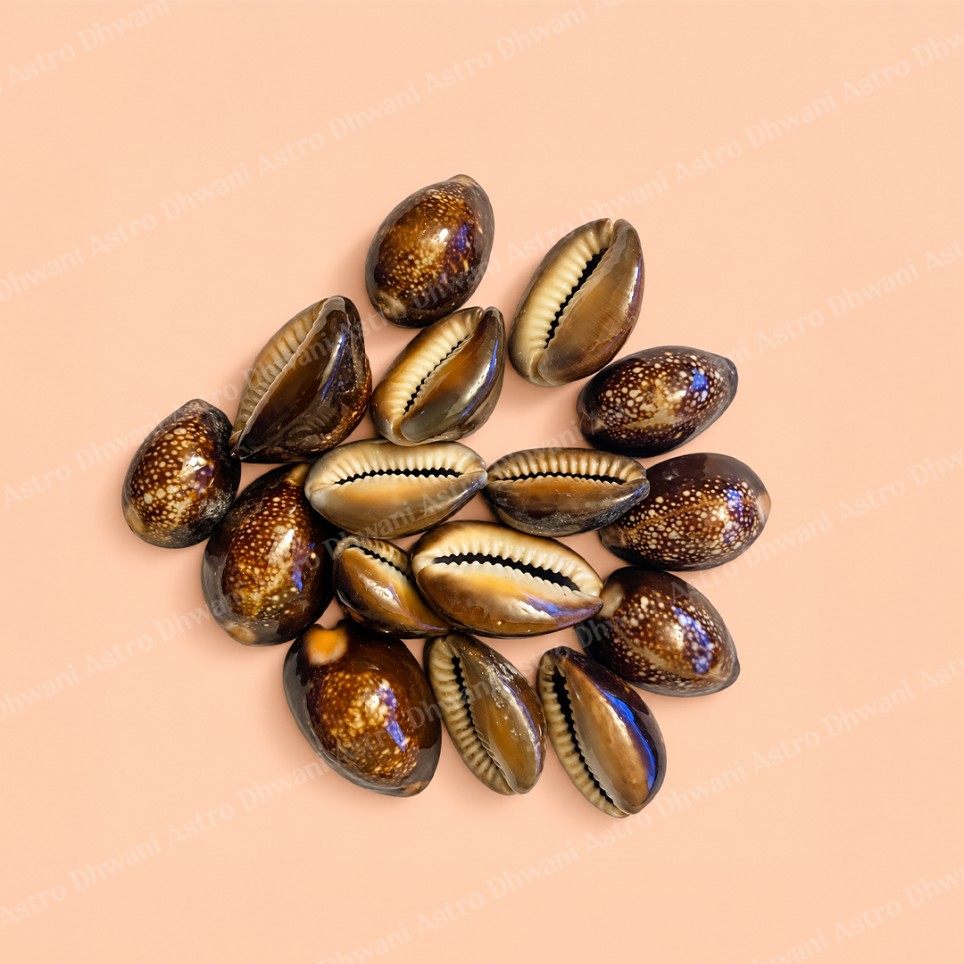 Black Cowrie