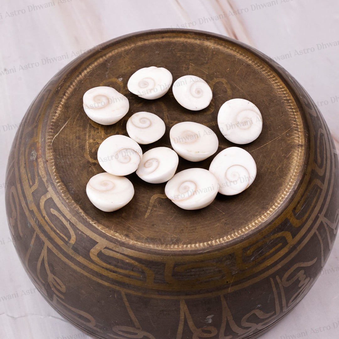Gomti Chakra Shell ( Mini ) - Abhimantrit