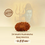 24 Mukhi Rudraksha