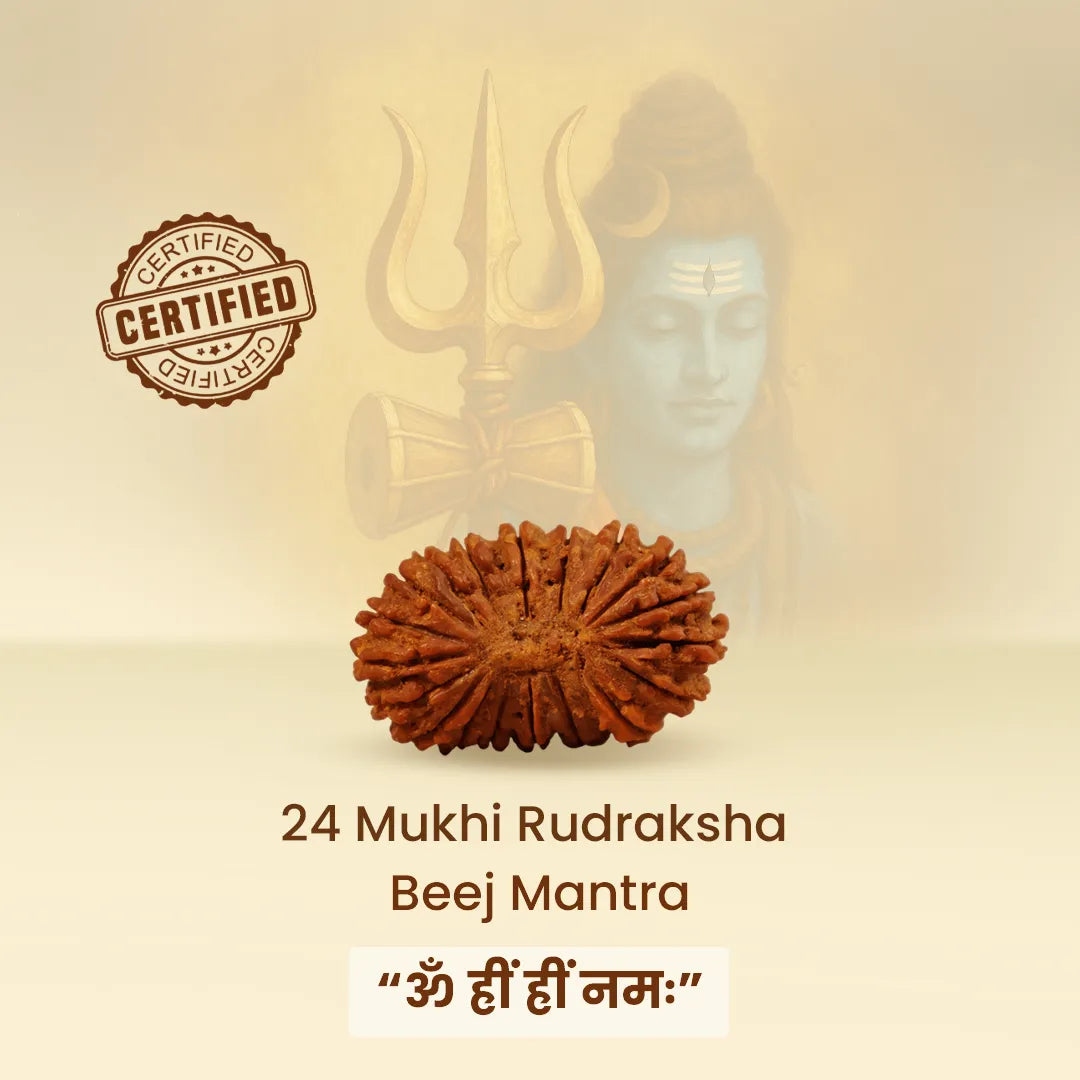 24 Mukhi RudrakshaNepali 24 Mukhi Rudraksha (Twenty-Fourth Faced)