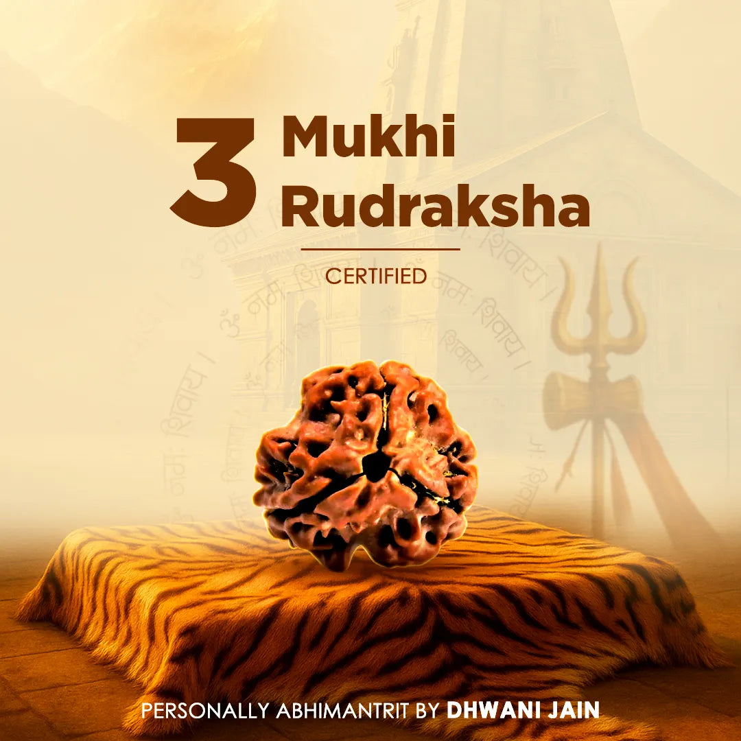 Nepali 3 Mukhi Rudraksha (Three Faced) for Confidence, Healing & New B ...