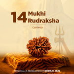 14 Mukhi Rudraksha on a tiger skin with a blurred background