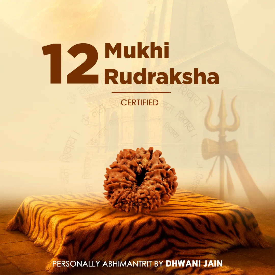 12 Mukhi Rudraksha on a tiger skin with a trident in the background