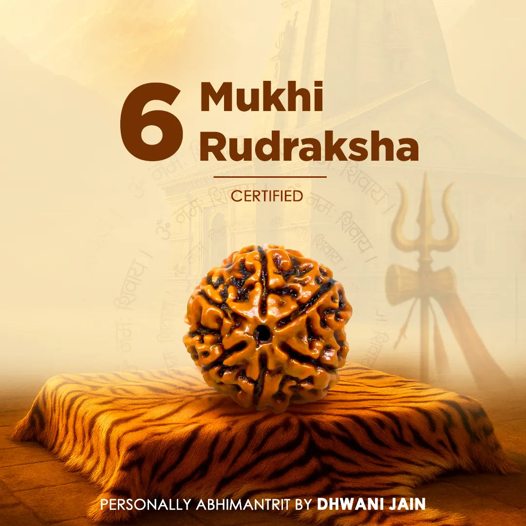 Nepali 6 Mukhi Rudraksha (Six Faced)