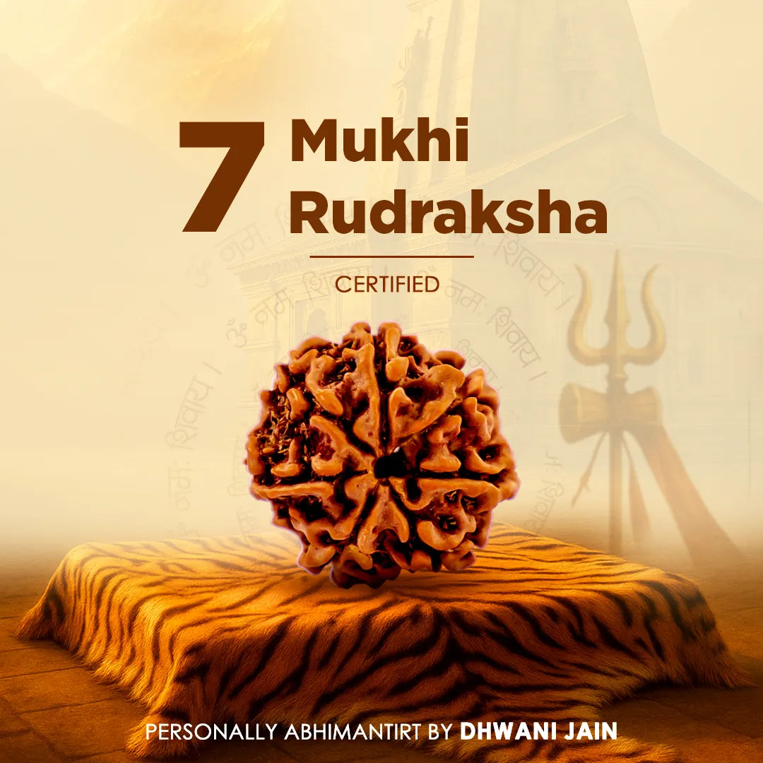 Nepali 7 Mukhi Rudraksha (Seven Faced)