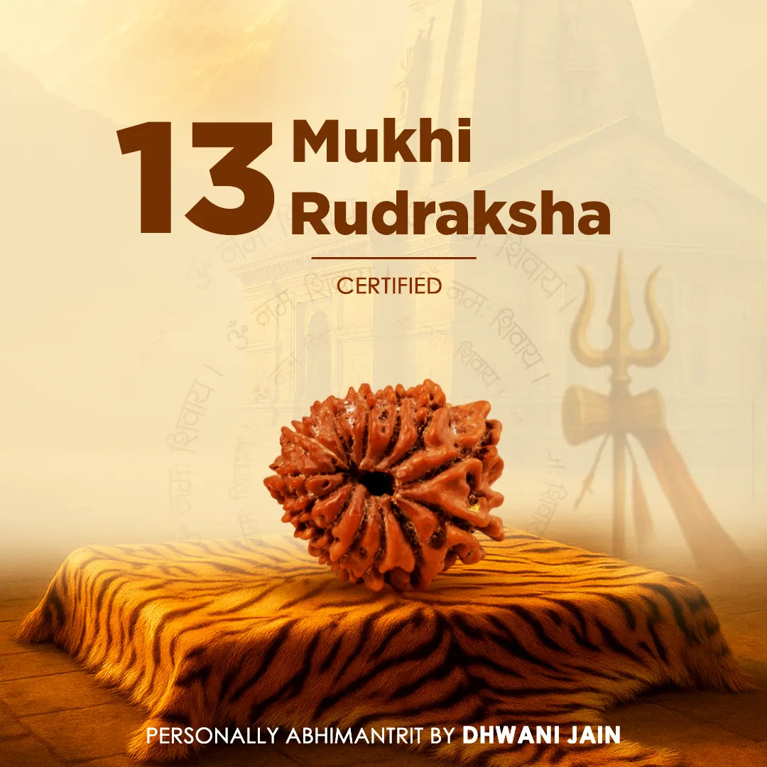 13 Mukhi Rudraksha on a tiger skin with Trishul in the background, featuring certification text.