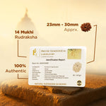 14 Mukhi Rudraksha with identification report card on a textured surface