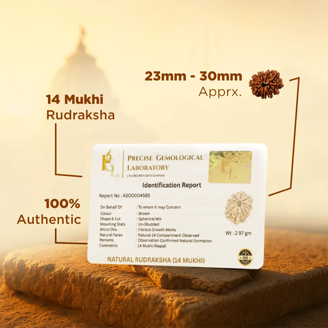 14 Mukhi Rudraksha with identification report card on a textured surfaceNepali 14 Mukhi Rudraksha (Fourteen-Faced)