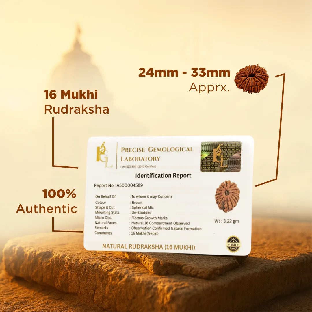 Certified Nepali 16 Mukhi Rudraksha for protection and strength