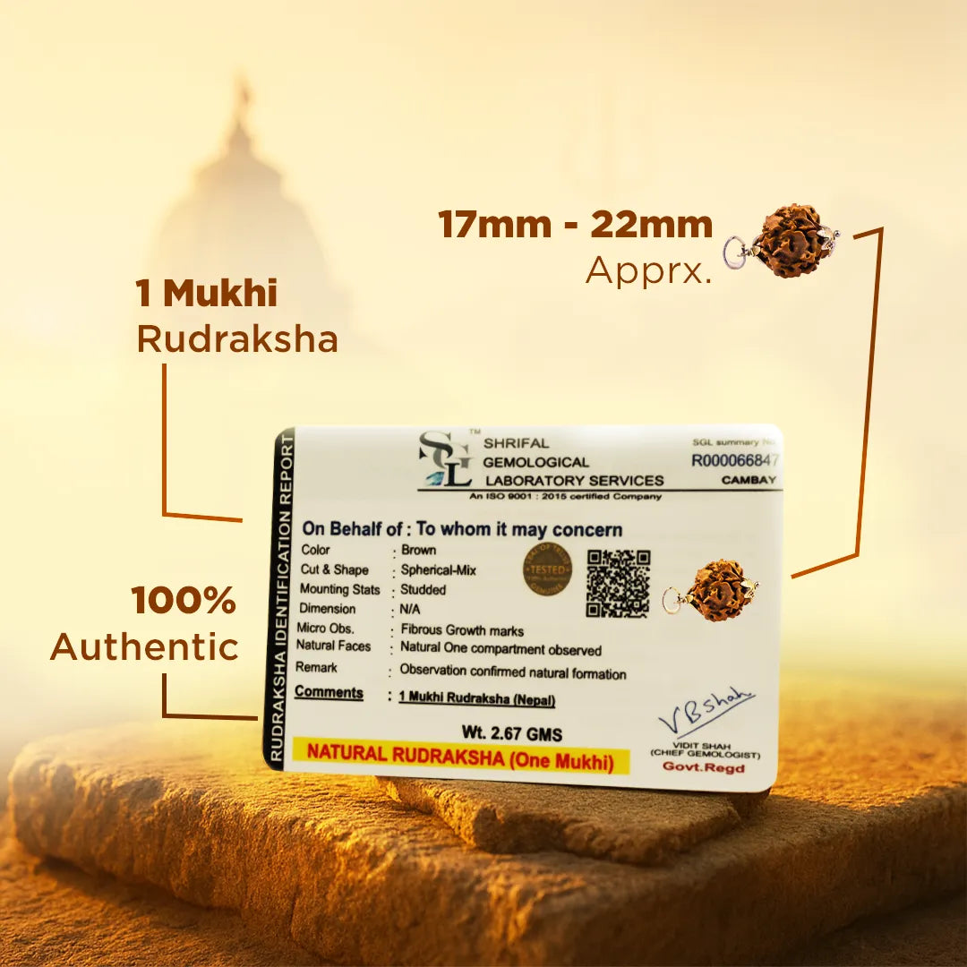 Nepali 1 Mukhi Rudraksha (One Faced)Nepali 1 Mukhi Rudraksha (One Faced)