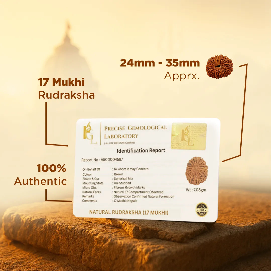 Certified Nepali 17 Mukhi Rudraksha for career growthNepali 17 Mukhi Rudraksha (Seventeen-Faced)