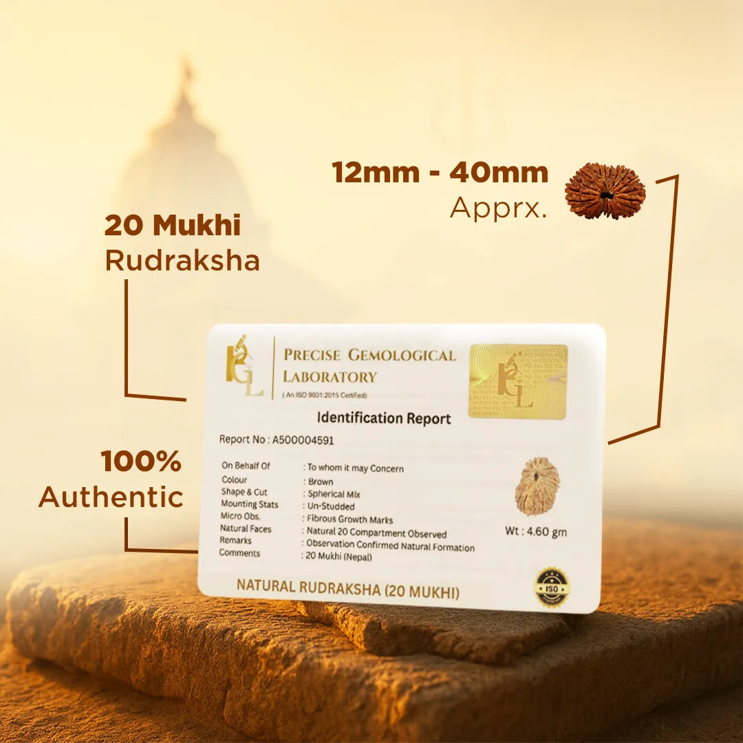 Certified 20 Mukhi Rudraksha for wisdom and clarity