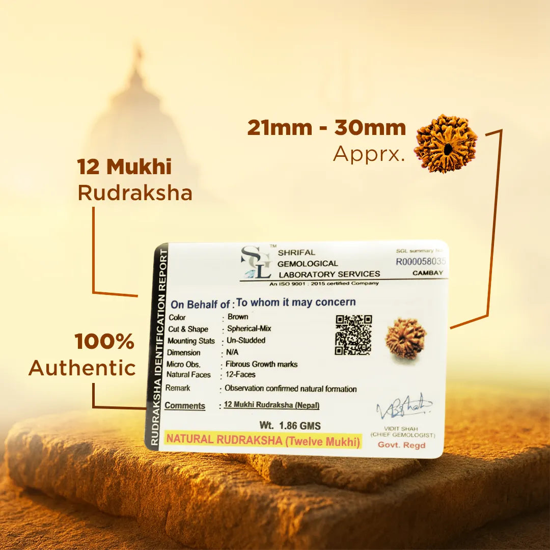 Nepali 12 Mukhi Rudraksha (Twelve Faced)
