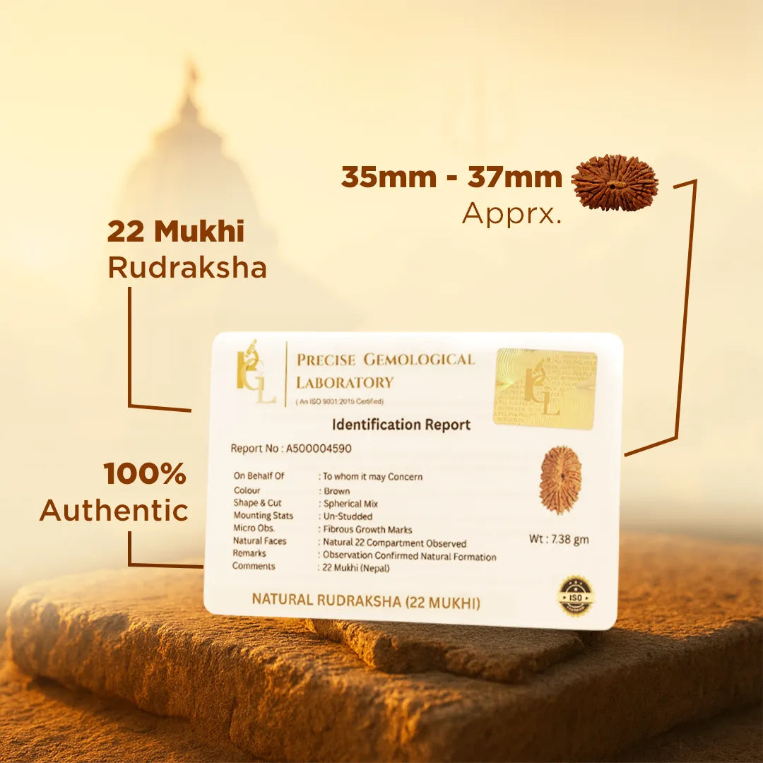 Certified Nepali 22 Mukhi Rudraksha for power and authority