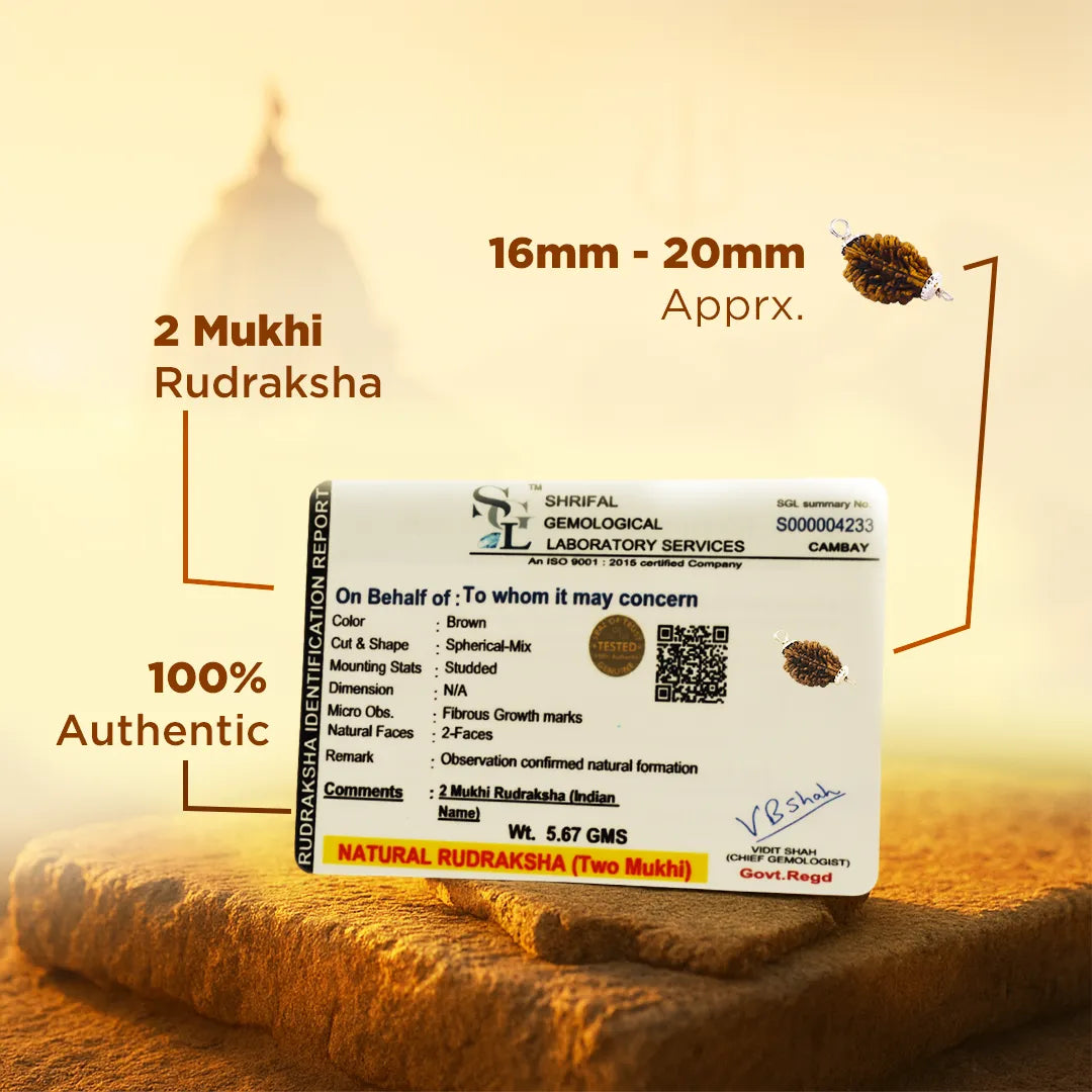 Nepali 2 Mukhi Rudraksha (Two Faced)