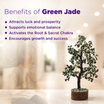Green jade plant with benefits listed on a blurred background
