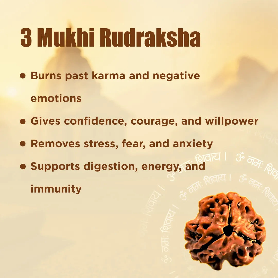 NEPALI 3 Mukhi Rudraksha (Three Faced)