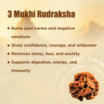NEPALI 3 Mukhi Rudraksha (Three Faced)