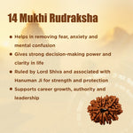 14 Mukhi Rudraksha with benefits listed on a beige background