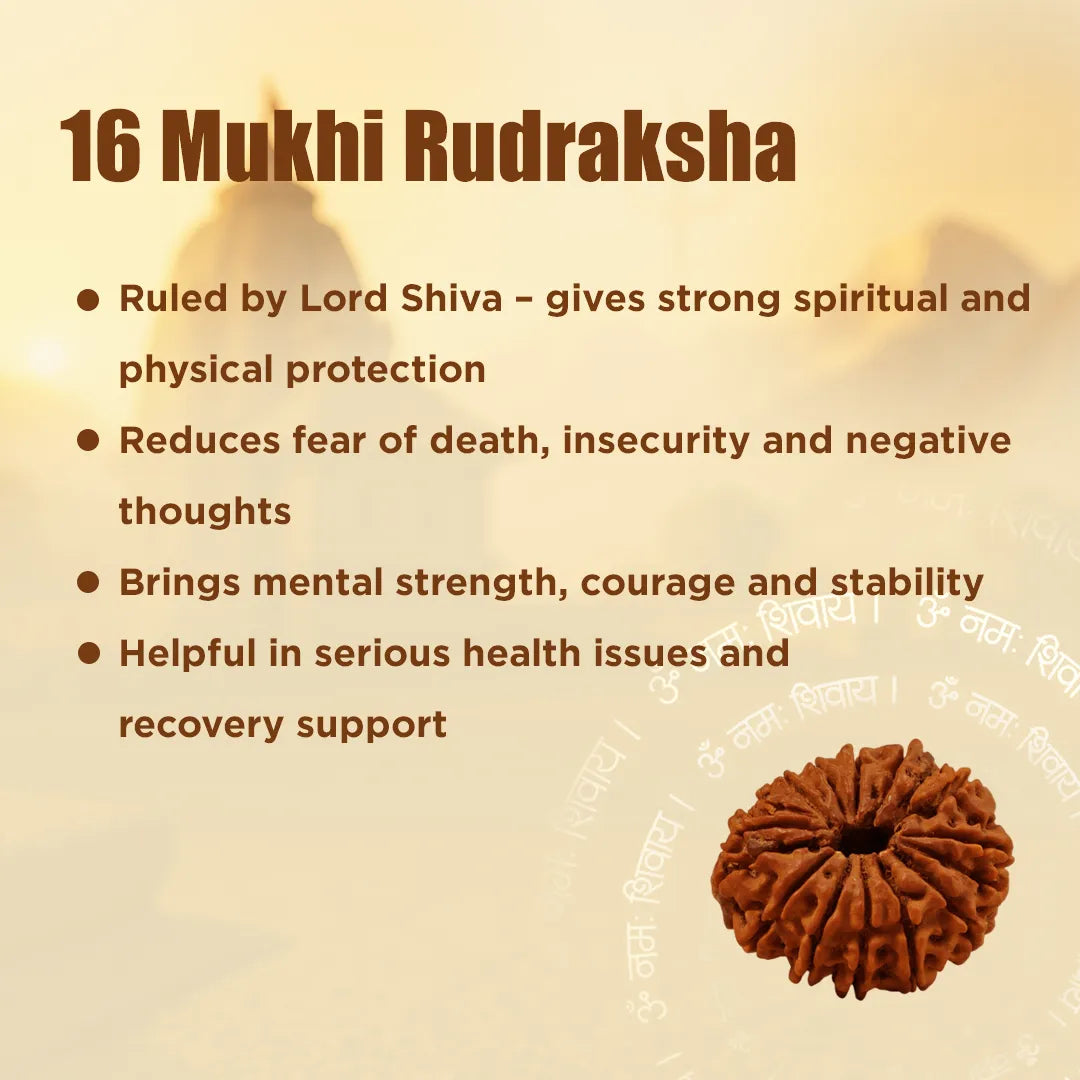 16 Mukhi Rudraksha with benefits listed on a beige backgroundNepali 16 Mukhi Rudraksha (Sixteen-Faced)