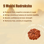 9 Mukhi Rudraksha with benefits listed on a beige background