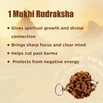 Nepali 1 Mukhi Rudraksha (One Faced)