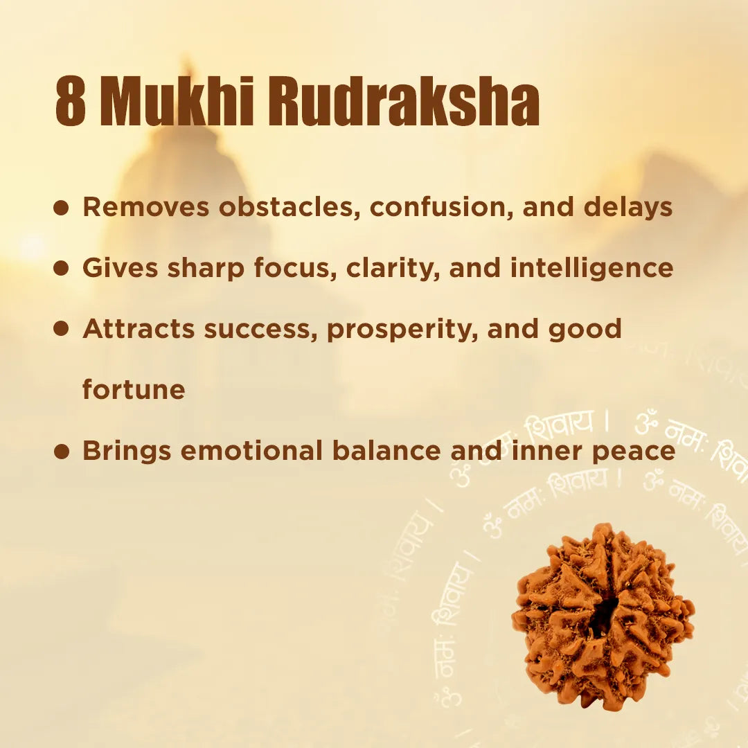 Nepali 8 Mukhi Rudraksha (Eight Faced)Nepali 8 Mukhi Rudraksha (Eight Faced)