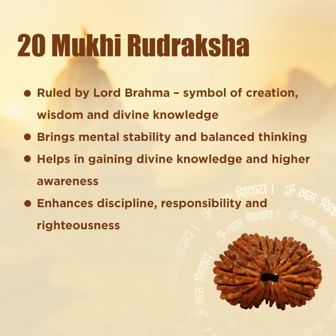 20 Mukhi Rudraksha energized and ready to wear