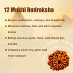 Nepali 12 Mukhi Rudraksha (Twelve Faced)