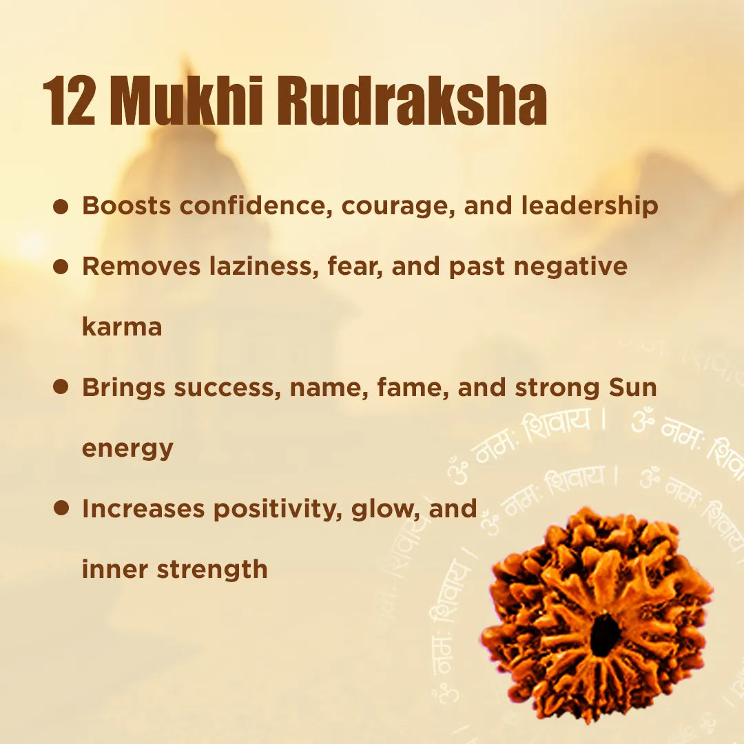Nepali 12 Mukhi Rudraksha (Twelve Faced)Nepali 12 Mukhi Rudraksha (Twelve Faced)