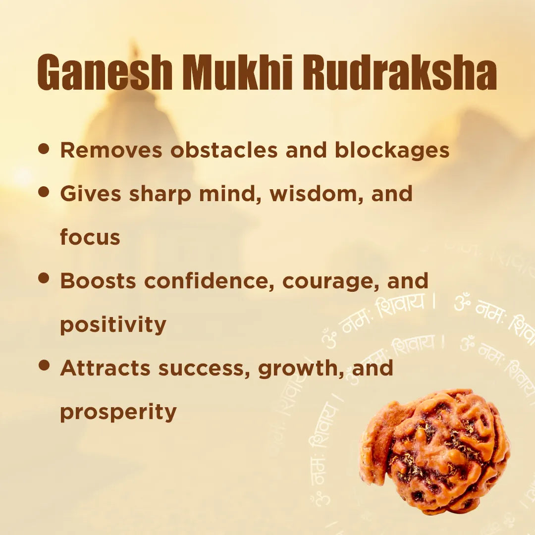 Ganesh Mukhi Rudraksha