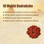 10 Mukhi Rudraksha with benefits listed on a beige background