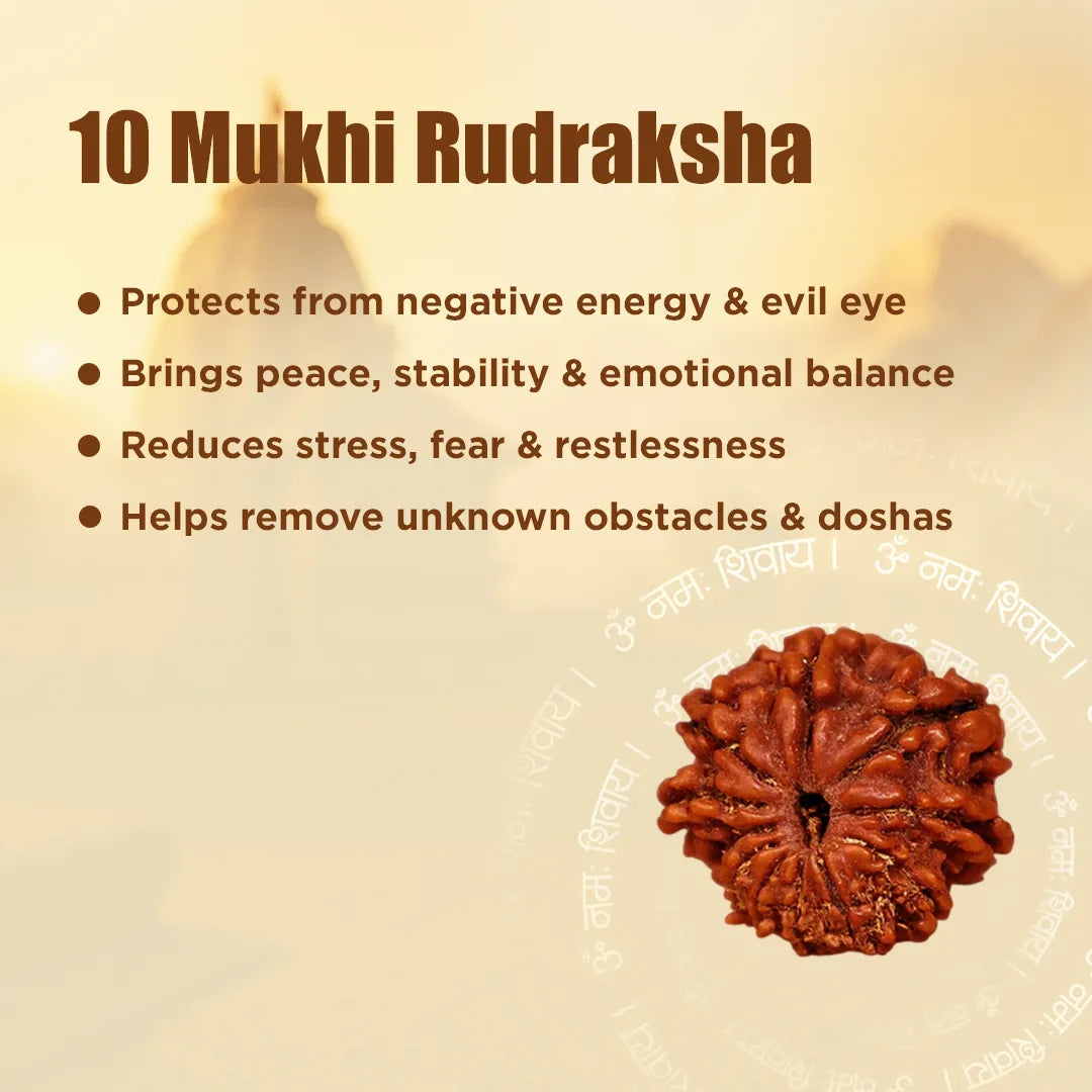 10 Mukhi Rudraksha with benefits listed on a beige backgroundNepali 10 Mukhi Rudraksha (Ten Faced)