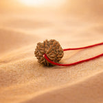 Nepali 8 Mukhi Rudraksha (Eight Faced)