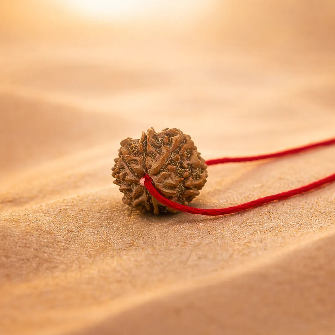 Nepali 8 Mukhi Rudraksha (Eight Faced)Nepali 8 Mukhi Rudraksha (Eight Faced)