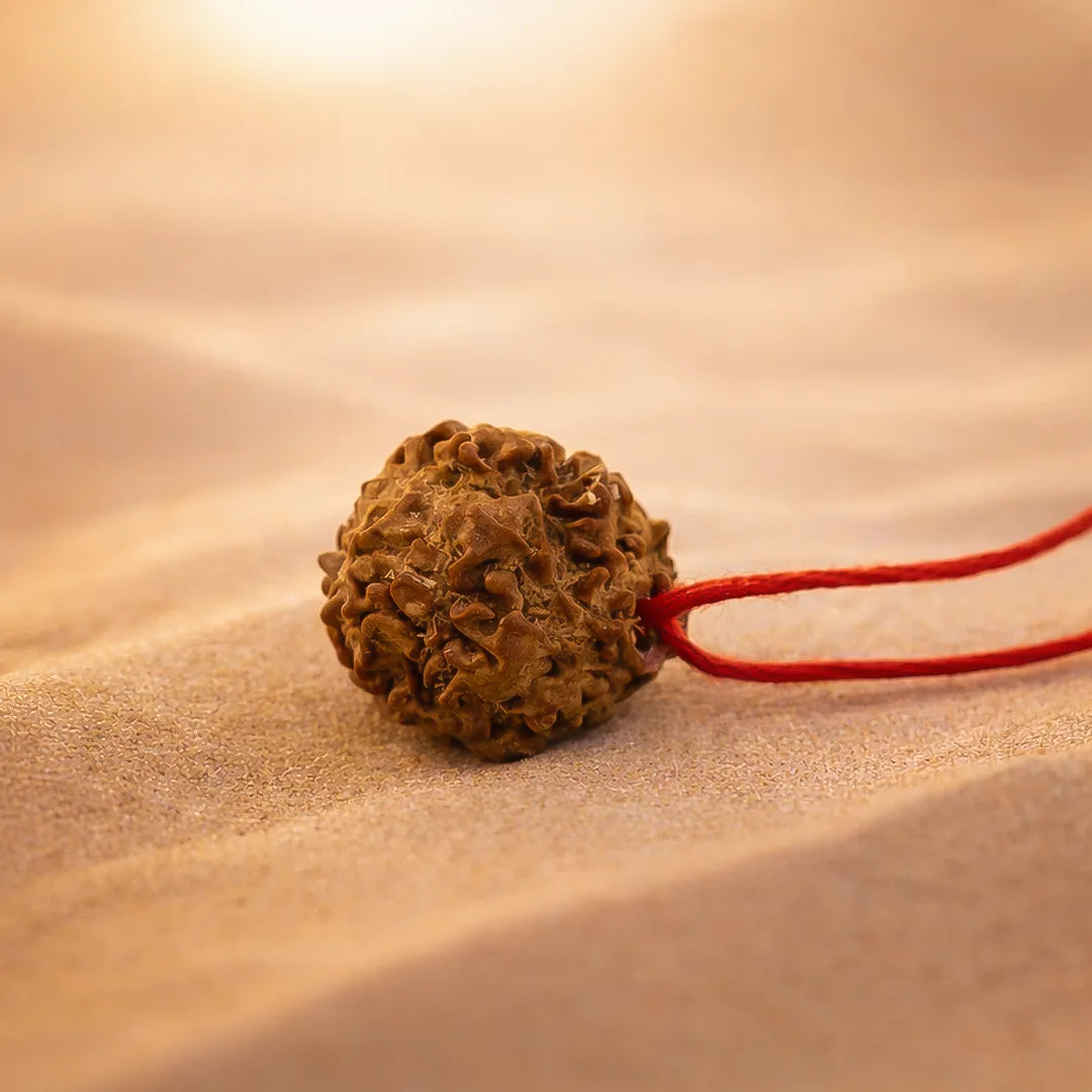 Nepali 12 Mukhi Rudraksha (Twelve Faced)Nepali 12 Mukhi Rudraksha (Twelve Faced)
