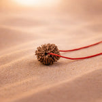 Brown seed pod with a red string on a sandy surface