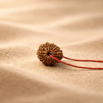 16 Mukhi Rudraksha energized and ready to wear