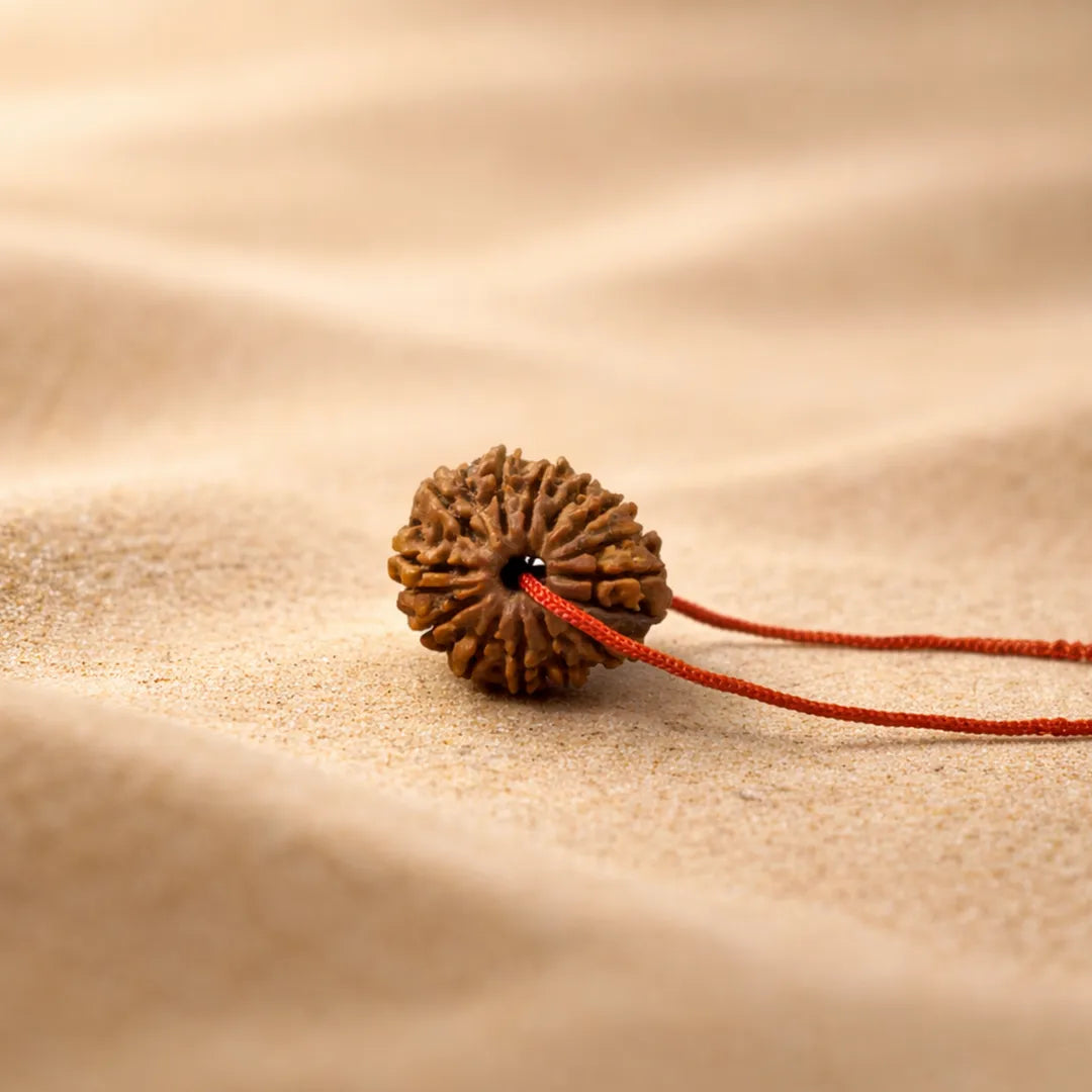 16 Mukhi Rudraksha energized and ready to wearNepali 16 Mukhi Rudraksha (Sixteen-Faced)