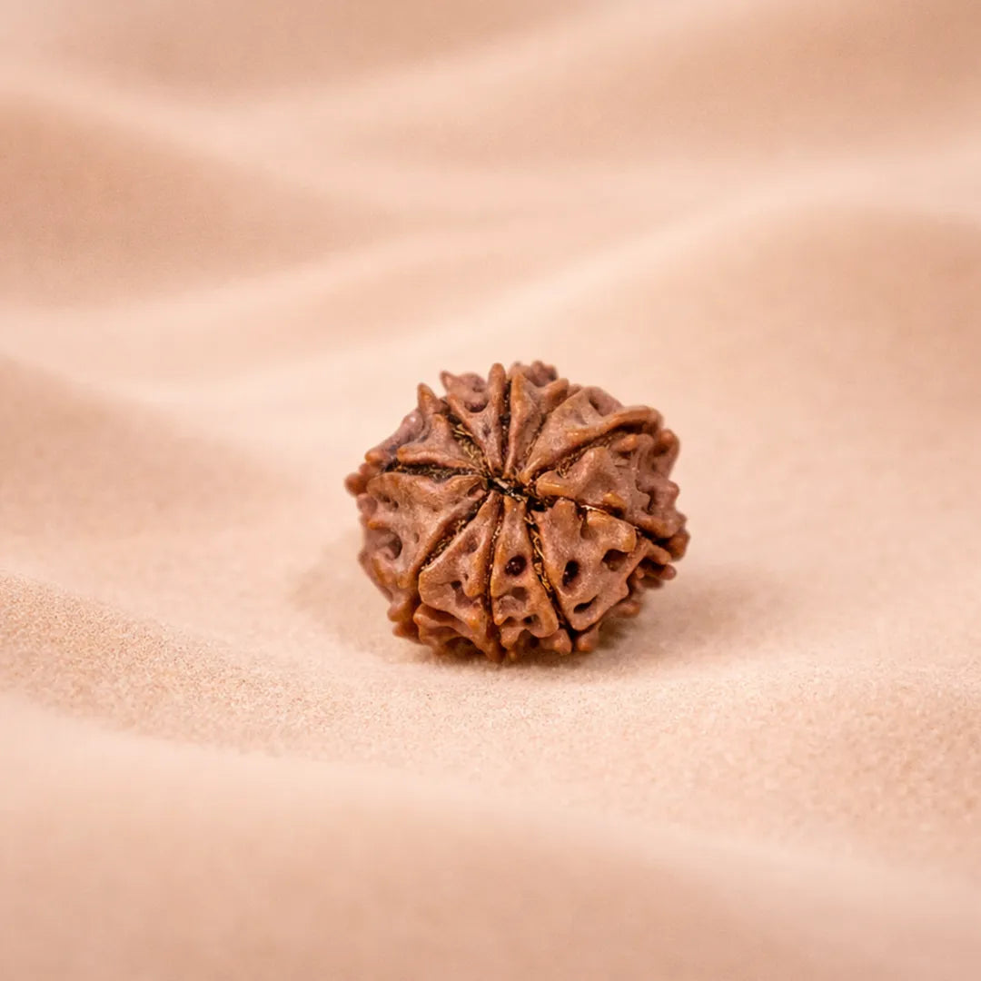Brown textured object on a beige fabric backgroundNepali 9 Mukhi Rudraksha (Nine Faced)